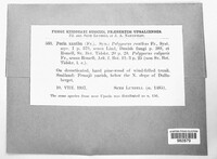 Poria xantha image